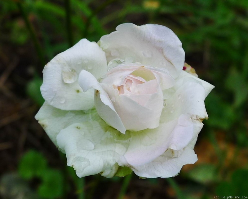 'Charlotte Wierel' rose photo