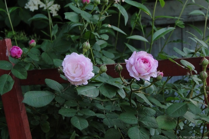 'Geschwinds Orden' rose photo