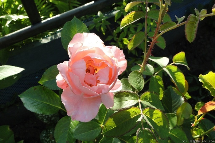 'Merlin (floribunda, Harkness before 1990)' rose photo
