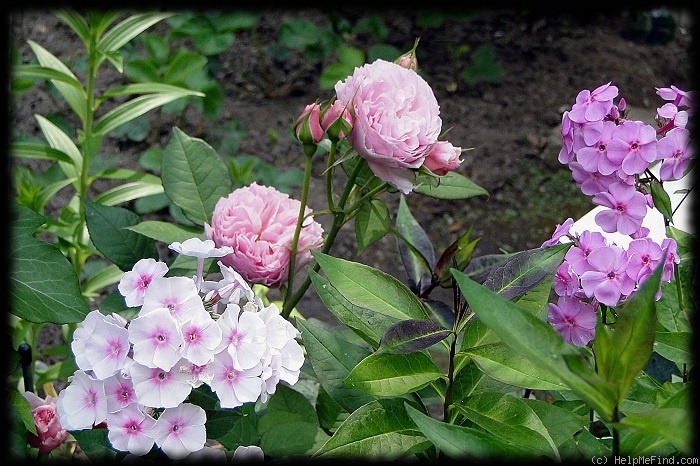 'Gartenträume ®' rose photo
