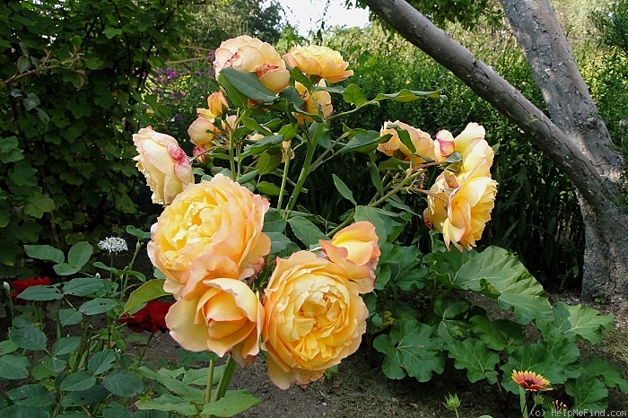 'Well-Being' rose photo
