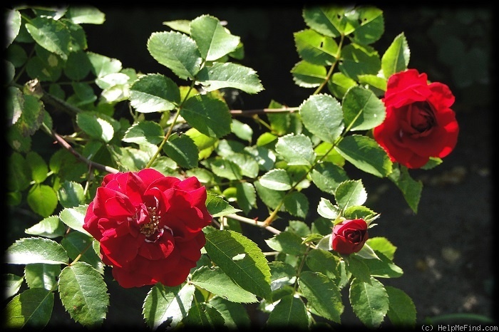 'Amadeus ™ (LCl, Kordes 2003)' rose photo