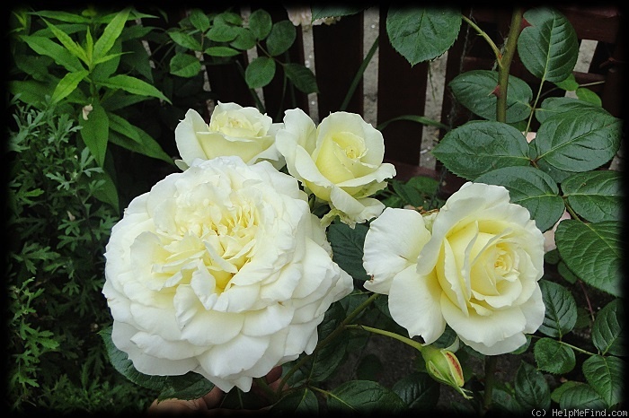 'Elfe ® (LCl, Evers/Tantau, 2000)' rose photo