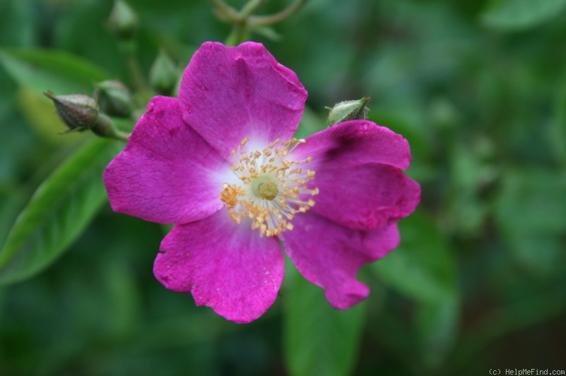 'Prince Regent (shrub, Genesis before 1994)' rose photo