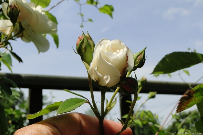'Sombreuil (LCl, Unknown circa 1940)' rose photo