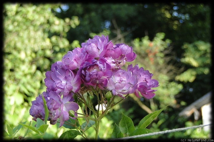 'Veilchenblau (Rambler, Schmidt 1909)' rose photo