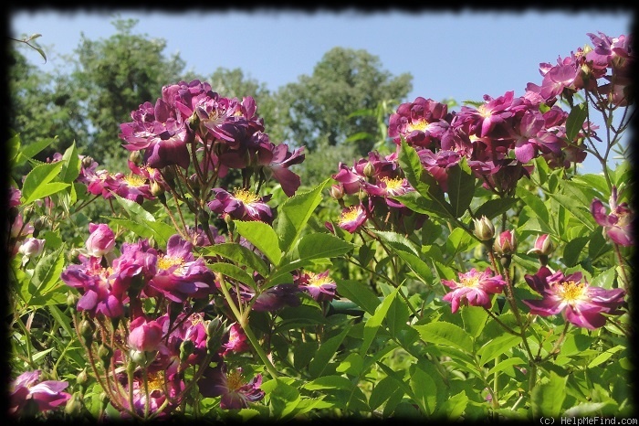 'Veilchenblau (Rambler, Schmidt 1909)' rose photo