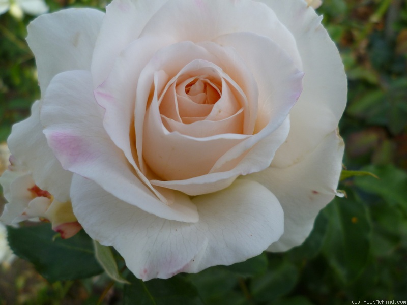 'Kosmos ® Fairy Tale (floribunda, Kordes, 2006)' rose photo