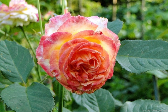 'Gartenspaß ®' rose photo