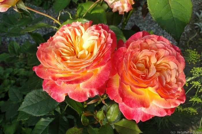 'Gartenspaß ®' rose photo
