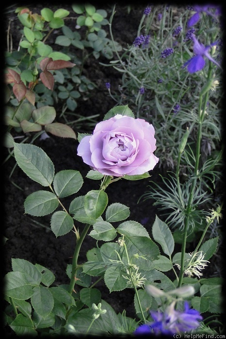 'Novalis ®' rose photo