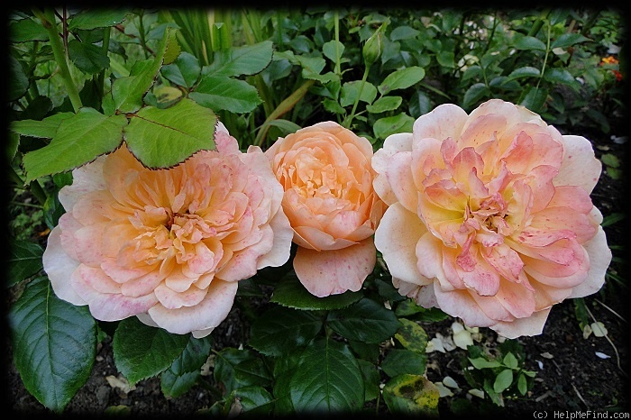 'Samaritan' rose photo