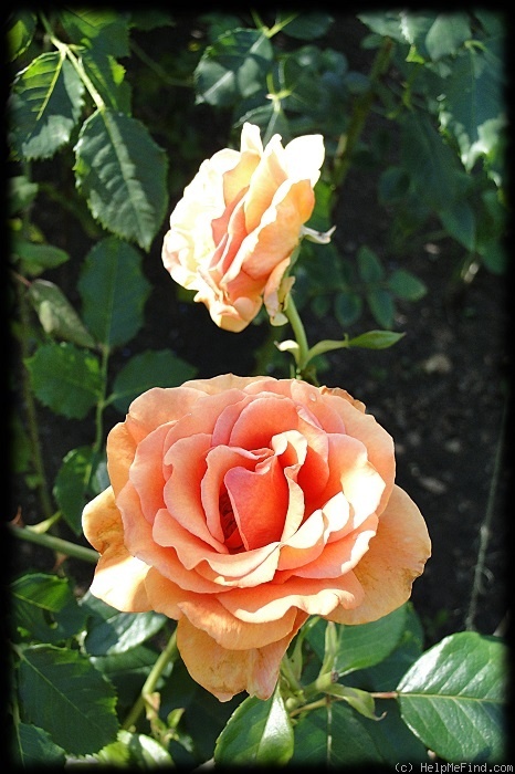 'Ashram ® (hybrid tea, Evers/Tantau, 1998)' rose photo