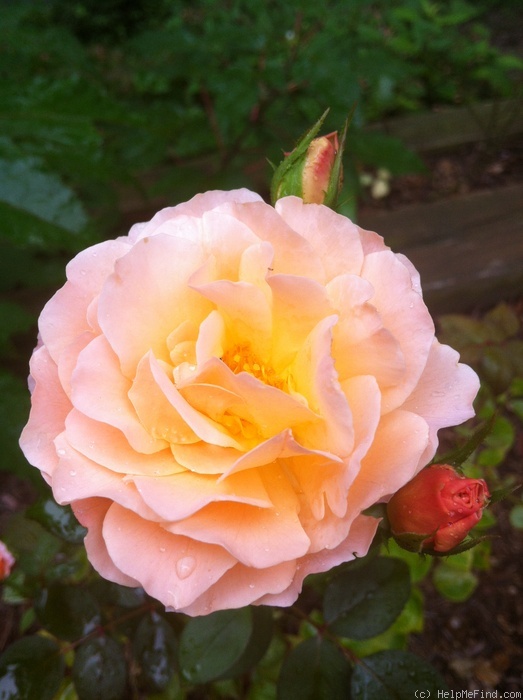 'Tamora (shrub, Austin, 1983)' rose photo