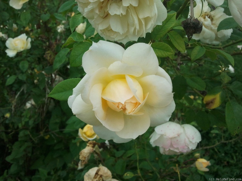 'Marc-Antoine Charpentier' rose photo