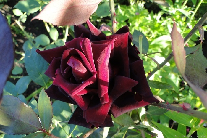 'Josef Klimeš' rose, click to enlarge 'Josef Klimeš' rose photo