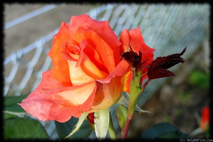 'Monika ®' rose photo