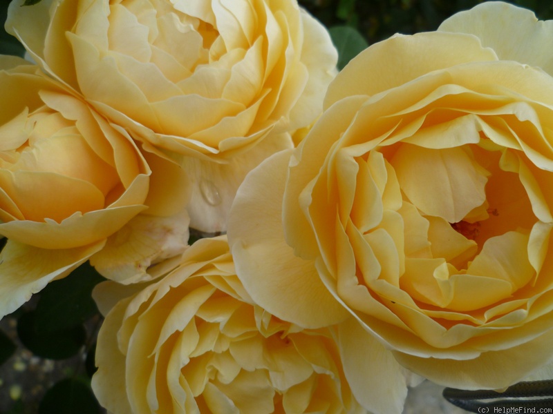 'Charlotte (shrub, Austin before 1992)' rose photo