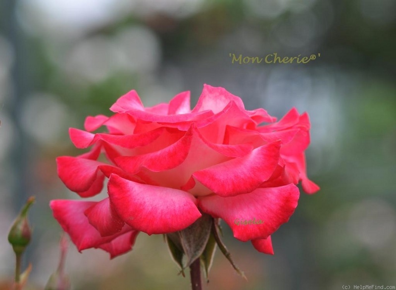 'Mon Cherie® (florist's rose, Spek, 2005)' rose photo