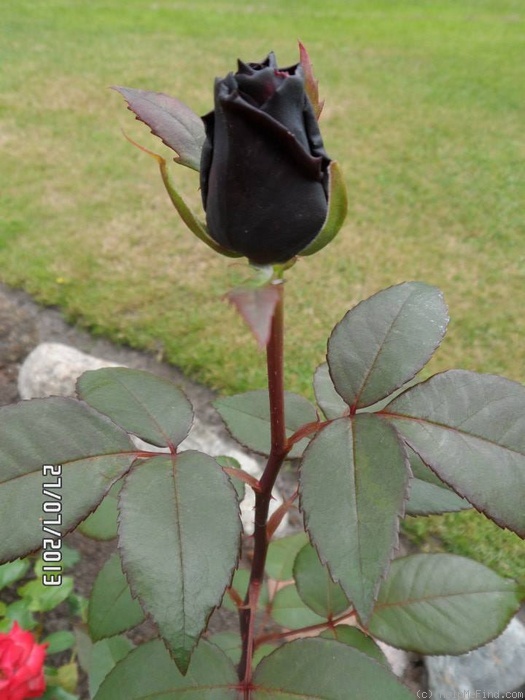 'Barkarole ® (hybrid tea, Evers 1988)' rose photo