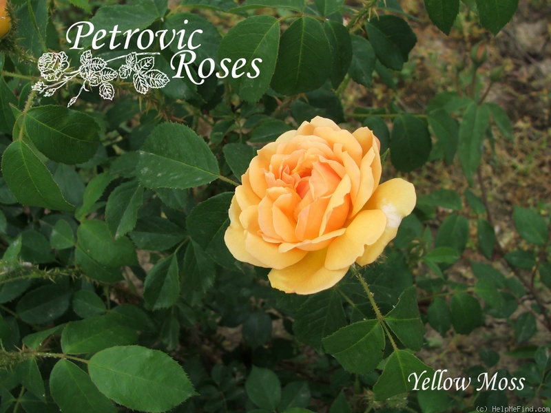 'Yellow Moss' rose photo
