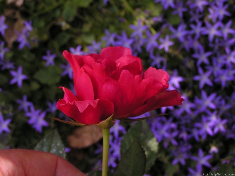 '12 Westerland OP 06' rose photo
