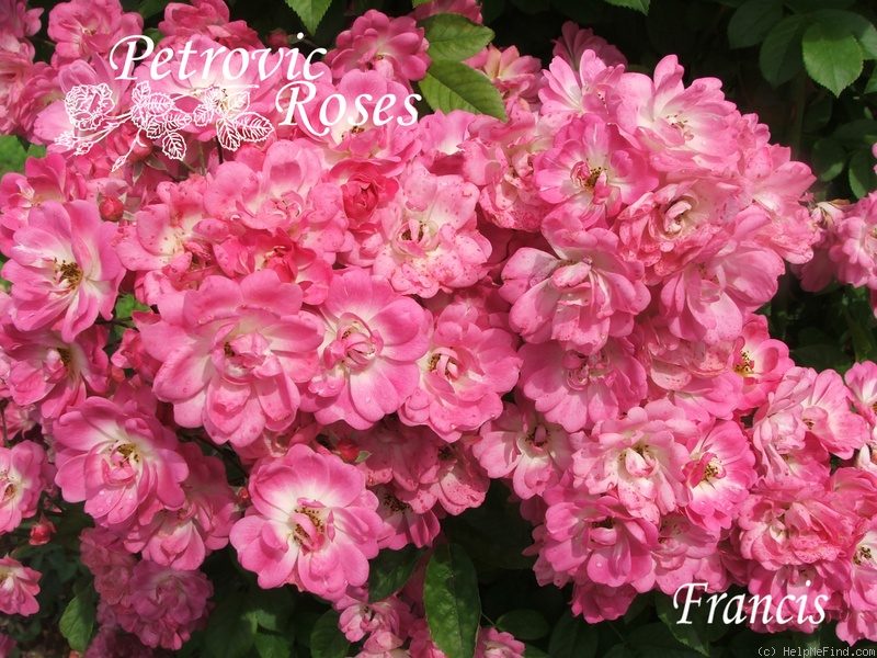 'Francis (Multiflora, Fauque)' rose photo