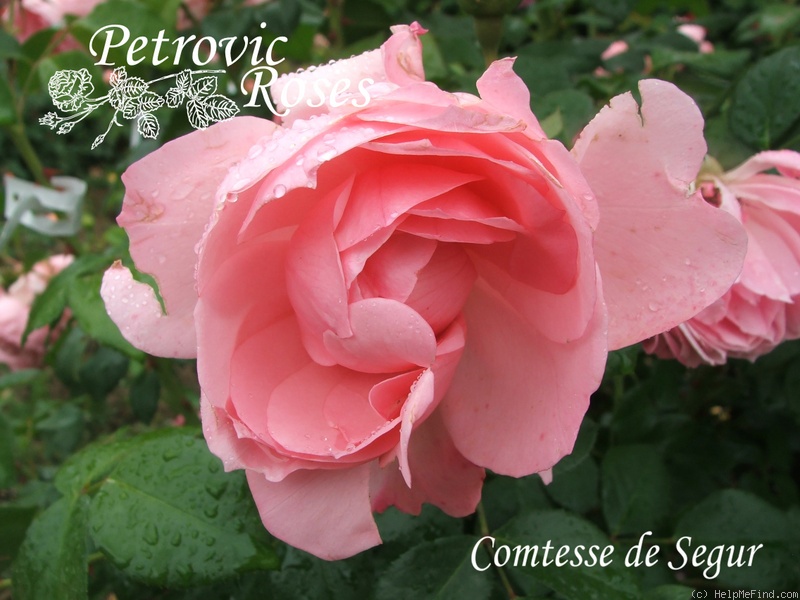 'Comtesse de Ségur ®' Rose
