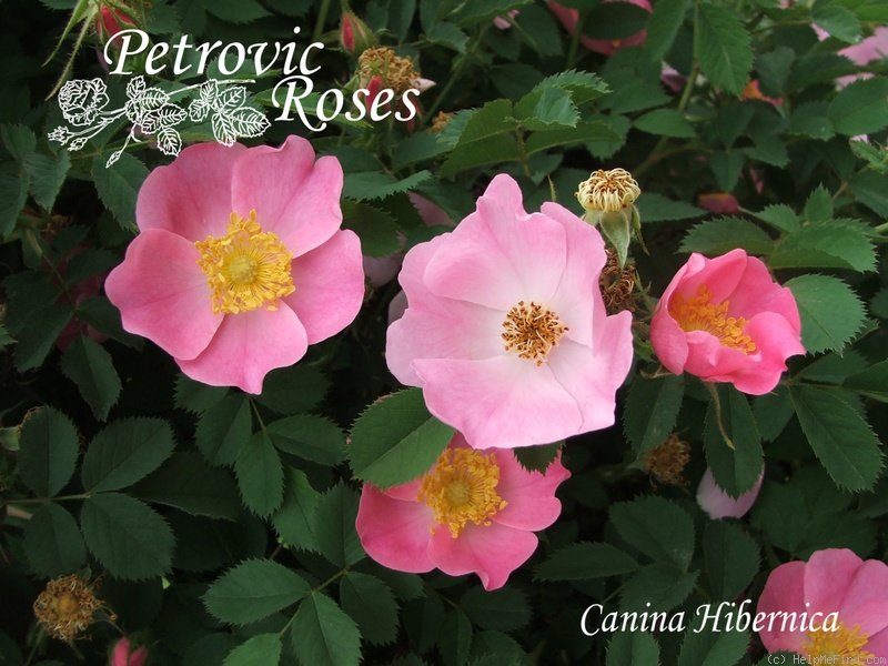'<i>Rosa canina</i> 'hibernica'' rose photo