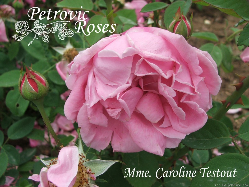 'Madame Caroline Testout (Hybrid Tea, Pernet-Ducher, 1890)' rose photo