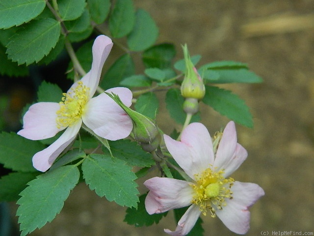 'Puzzlement' rose, click to enlarge 'Puzzlement' rose photo