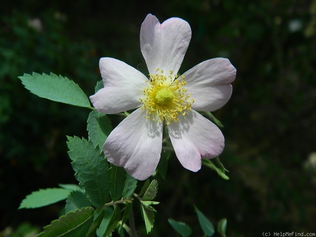 'Puzzlement' rose, click to enlarge 'Puzzlement' rose photo