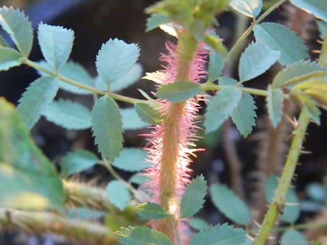 'Puzzlement' rose photo