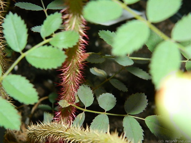 'Puzzlement' rose, click to enlarge 'Puzzlement' rose photo