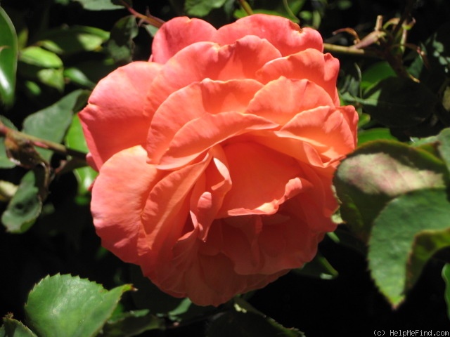'Sedona' rose photo