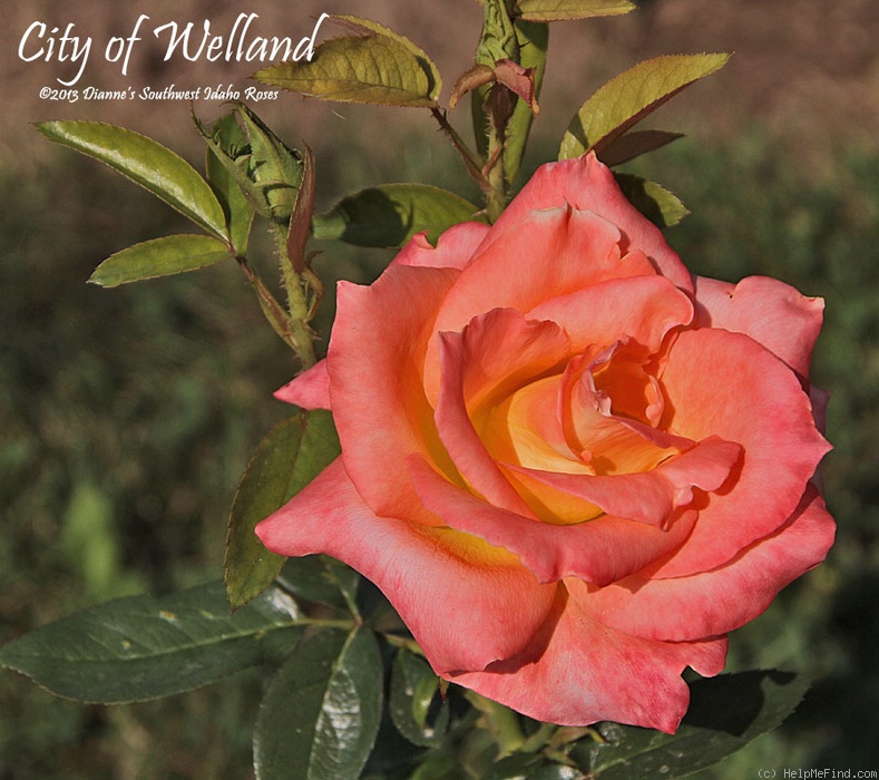 'City of Welland' rose photo