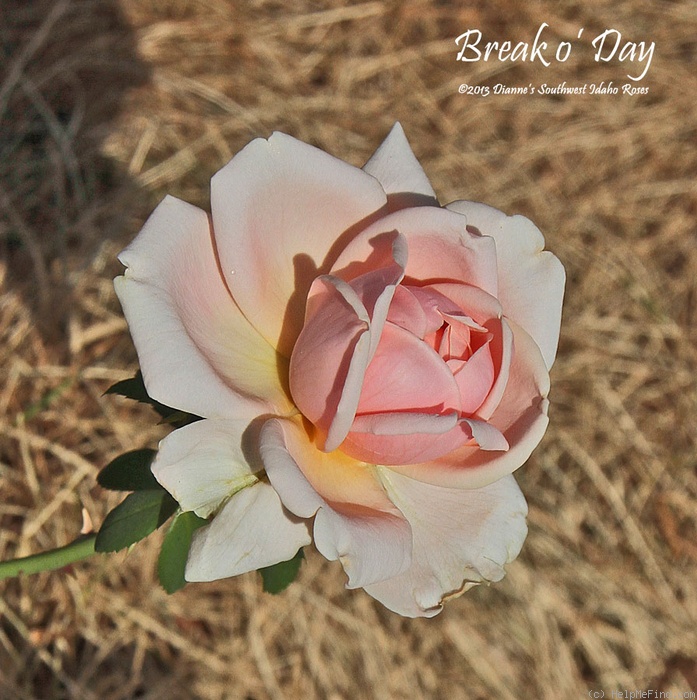 'Break o' Day (hybrid tea, Brownell 1939)' rose photo