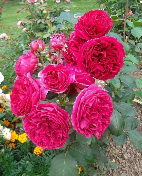 'Heathcliff' rose photo
