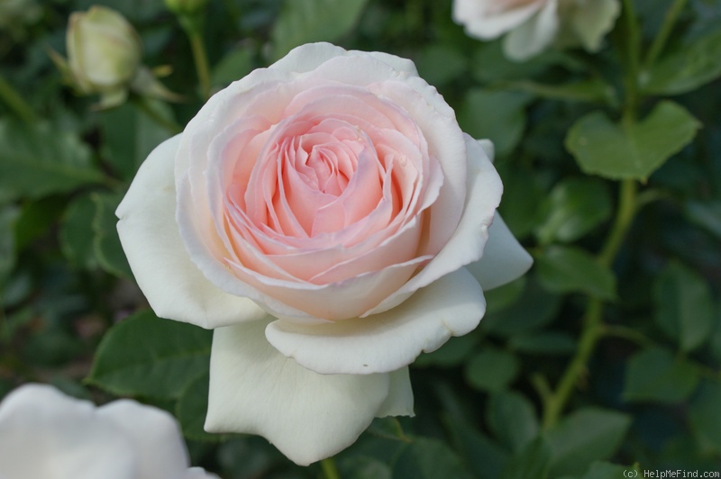 'MEIviowit' rose photo