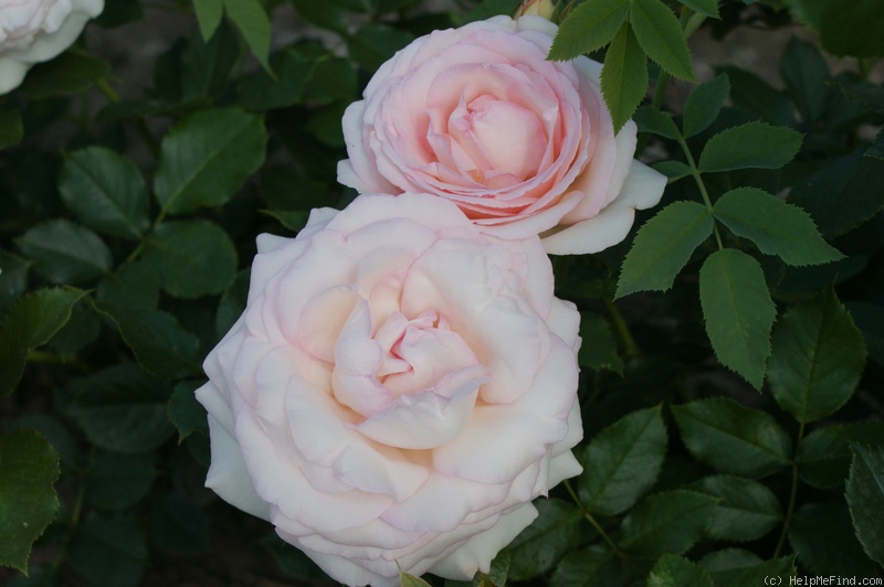 'MEIviowit' rose photo