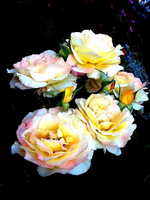 'Peer Gynt ®' rose photo