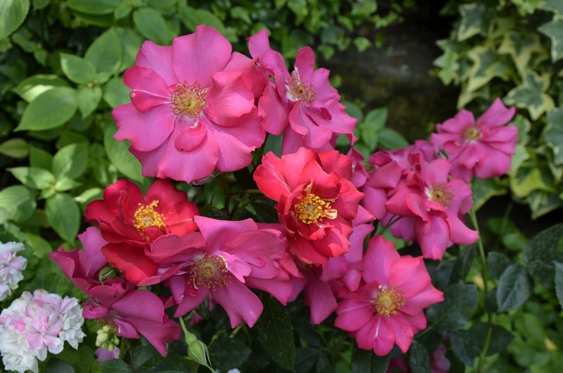 'Choeur de Montolivet®' rose photo