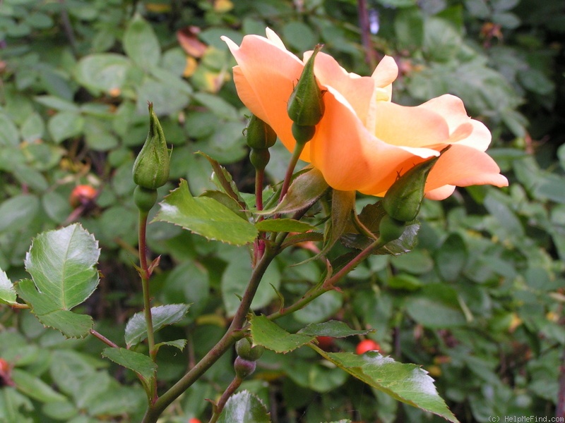 'Apricot Queen (shrub, Interplant, 1999)' rose photo
