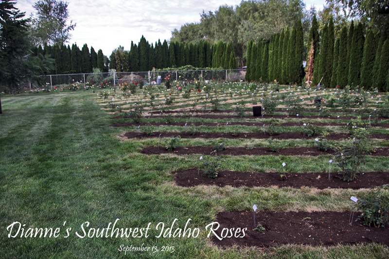 'Dianne's Southwest Idaho Rose Garden'  photo