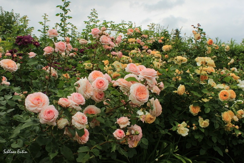 'Schloss Eutin ® Fairy Tale' rose photo