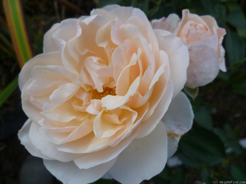 'Lichfield Angel' rose photo