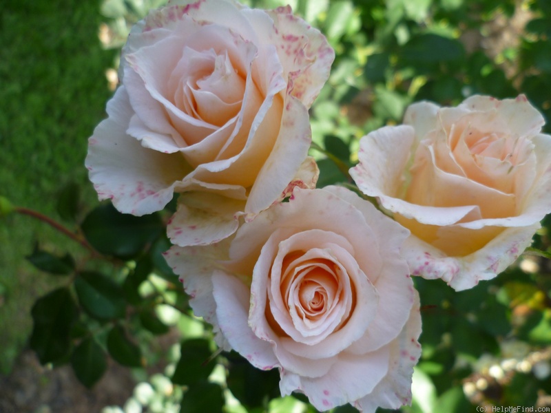 'Poustinia' rose photo