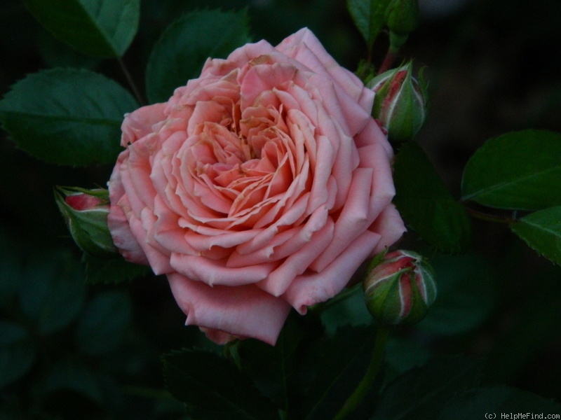 'Chic ' Rose Photo