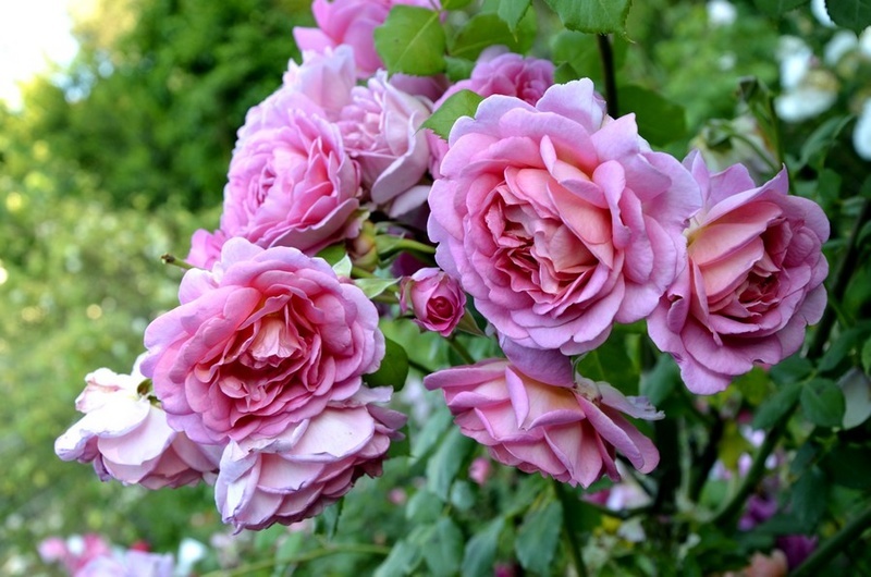 'Simone de Vogüé ®' rose photo