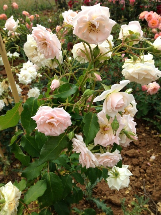 Доминик луазо роза фото